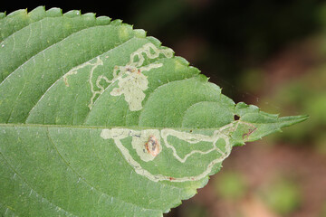 Small balsam (Impatiens parviflora) green leaf with mine of Phytoliriomyza melampyga
