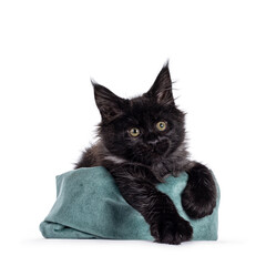 Majestic black smoke Maine Coon cat kitten, laying in green velvet bag. Paws hanging over edge. Looking to the side. Isolated on white background.