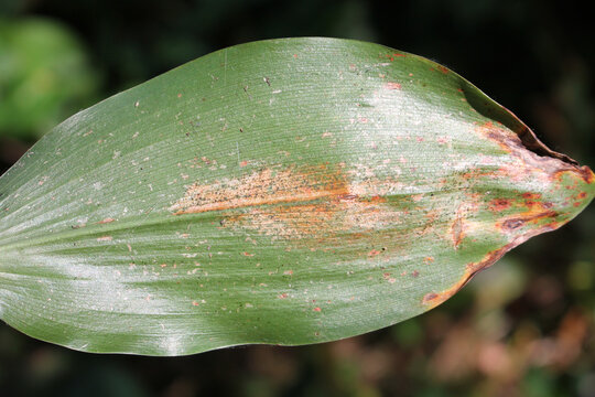 Fungal infection caused by Botrytis convallariae on green leaf of lily of the valley (Convallaria majalis)