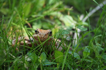 Curious Moor frog (Rana arvalis) hiding in the grass and looking towards camera with sunlight just behind her.