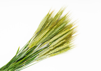 Green  wheat on white background.