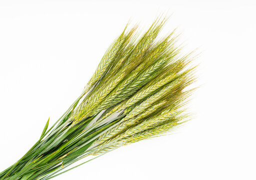 Green  Wheat On White Background.