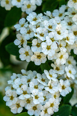 Spirea Blooms