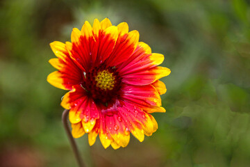 Blüte