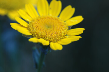 Blume