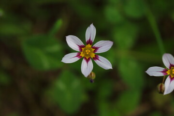 Fototapeta premium ニワゼキショウの白い花