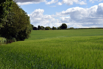 Obraz premium Green Wheat field