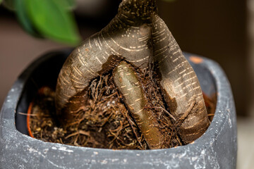 Bonsai roots in a home garden.