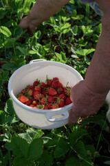 woman's hands in the garden pick strawberries in a white plate