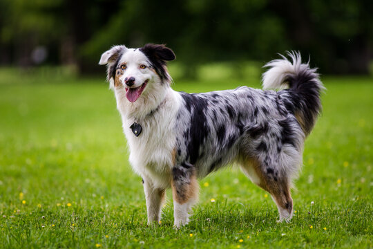 Australian Shepherd in the park