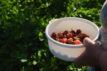 woman's hands in the garden pick strawberries in a white plate