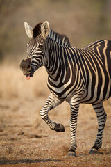 Fototapeta na wymiar Vertical half body portrait of a happy zebra with tongue out Kruger National Park South Africa