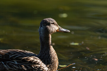 A female Mallard dabbling duck, Anas platyrhynchos closeup and in profile, with a bokeh background.