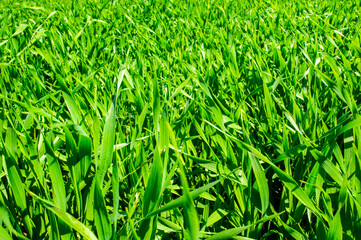Green grass agricultural field in summer with blue sky