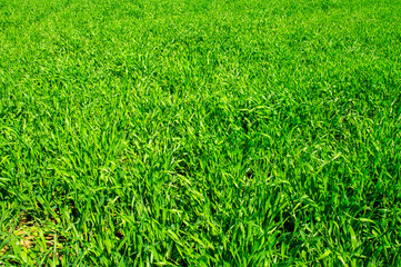 Green grass agricultural field in summer with blue sky