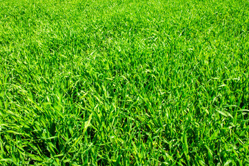 Green grass agricultural field in summer with blue sky