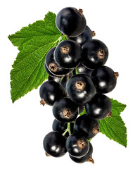 Black currants isolated on white background with clipping path