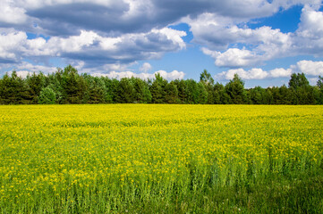 Obraz premium Yellow rapeseed agricultural field in summer with blue sky