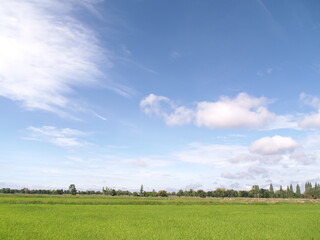 green field and blue sky