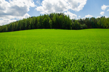 Agricultural field landscape of green grass in summer with blue sky