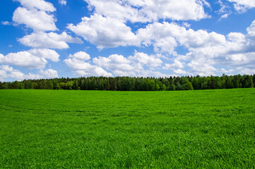 Agricultural field landscape of green grass in summer with blue sky