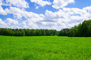 Obraz premium Agricultural field landscape of green grass in summer with blue sky