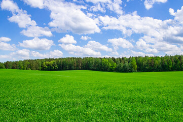 Agricultural field landscape of green grass in summer with blue sky