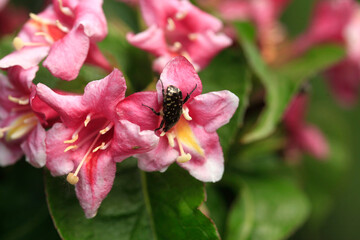 Pink flowers in summer garden