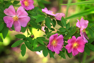 Pink flowers in summer garden