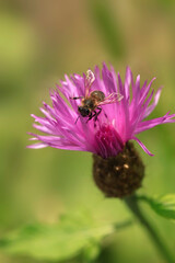 Fototapeta na wymiar Bee flying over flower