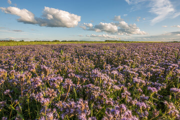 Fototapeta premium Blumenwiese