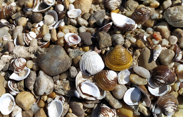 Pile of shells on the seashore on a sunny day. Place for text