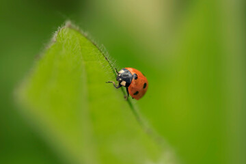Red ladybug sitting on plant