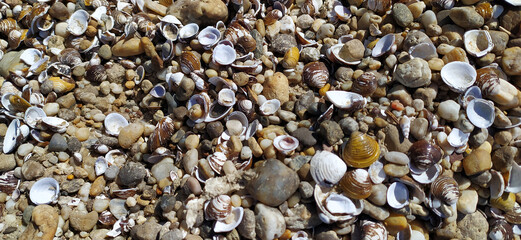 Pile of shells on the seashore on a sunny day. Place for text