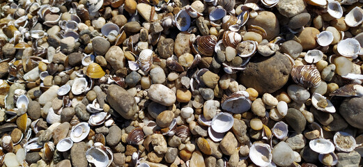 Pile of shells on the seashore on a sunny day. Place for text