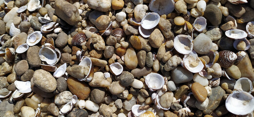 Pile of shells on the seashore on a sunny day. Place for text