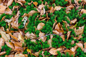 Haircap moss and leaves in a nice pattern
