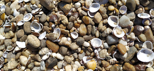 Pile of shells on the seashore on a sunny day. Place for text