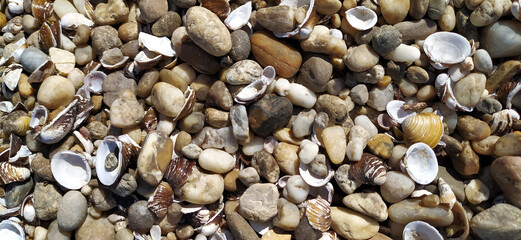 Pile of shells on the seashore on a sunny day. Place for text