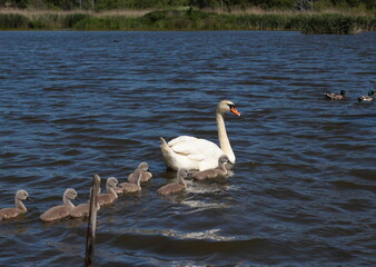 Family of swans on pond.