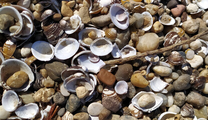 Pile of shells on the seashore on a sunny day. Place for text