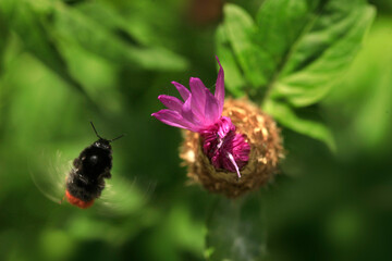 Bee flying over flower