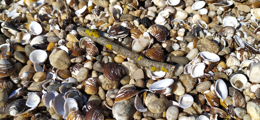 Pile of shells on the seashore on a sunny day. Place for text