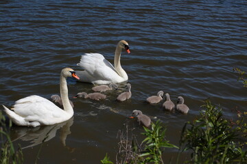 Family of swans on pond.