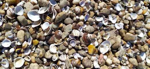 Pile of shells on the seashore on a sunny day. Place for text