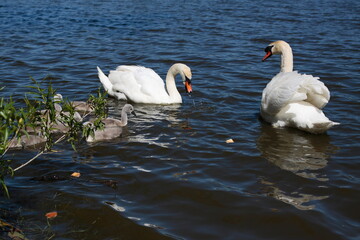 Family of swans on pond.
