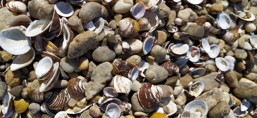 Fototapeta premium Pile of shells on the seashore on a sunny day. Place for text
