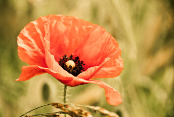 one poppy flower - close up in old artistic colors -  flowers in vintage or retro style 