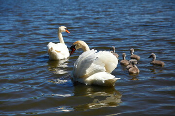 Family of swans on pond.