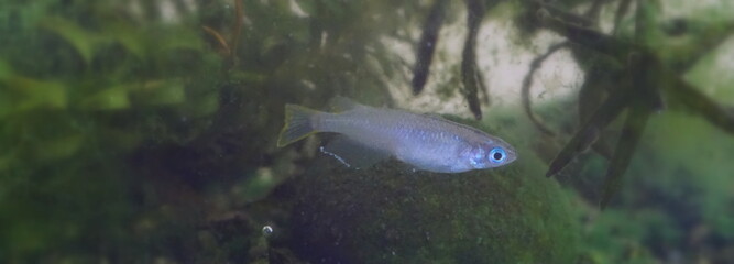 水槽の中のメダカ